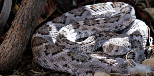 Western Diamondback Rattlesnake White Tucson | What to Do if You See A Rattlesnake
