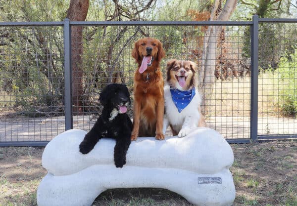 Adorable Dogs Lincoln Regional Park Wagging Tails Dog Park Tucson | Park Profile: Lincoln Regional Park