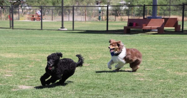 Dogs Running Wagging Tails Dog Park Lincoln Regional Park Tucson | Park Profile: Lincoln Regional Park