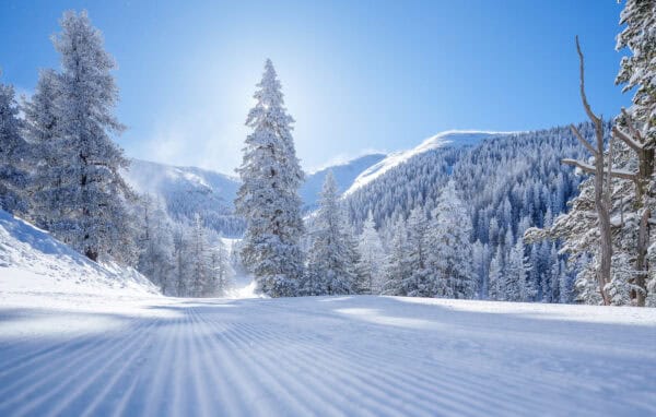 Ponderosa Pines Winter Skiing Arizona Snowbowl Flagstaff | Ultimate Guide to Arizona Snowbowl