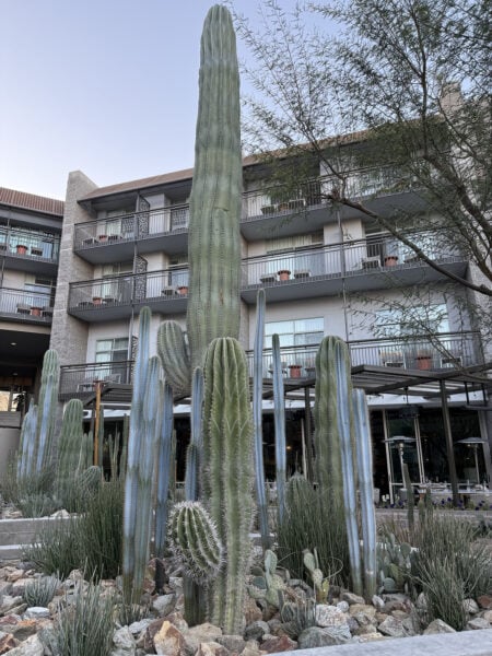 Cactus Desert Grand Hyatt Scottsdale Resort Arizona | Resort Report: Grand Hyatt Scottsdale Resort