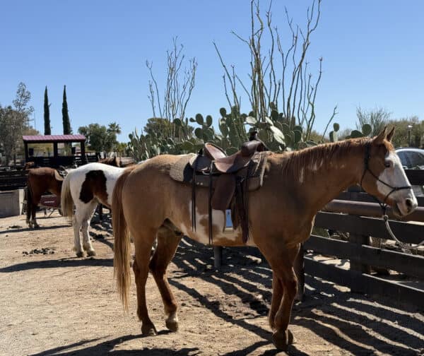 Corral Horseback Riding Rancho de los Caballeros | Rancho de los Caballeros: Luxurious, All-Inclusive Guest Ranch Resort in Wickenburg, Arizona