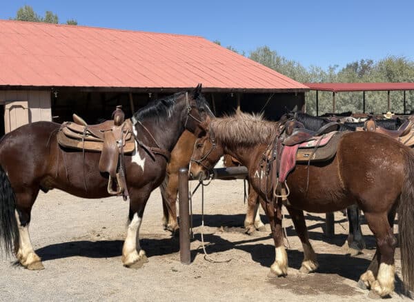 Corral Horses Rancho de los Caballeros Wickenburg Arizona | Rancho de los Caballeros: Luxurious, All-Inclusive Guest Ranch Resort in Wickenburg, Arizona
