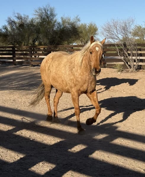 Horse Run Rancho de los Caballeros | Rancho de los Caballeros: Luxurious, All-Inclusive Guest Ranch Resort in Wickenburg, Arizona
