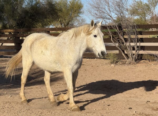 White Horse Rancho de los Caballeros Wickenburg Arizona | Rancho de los Caballeros: Luxurious, All-Inclusive Guest Ranch Resort in Wickenburg, Arizona