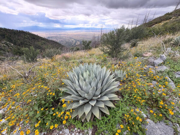 Arizona Trail Agave Hiking Near and Through Tucson | 30 Best Things to Do in Tucson
