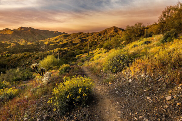 Arizona Trail Desert Beauty | 30 Best Things to Do in Tucson