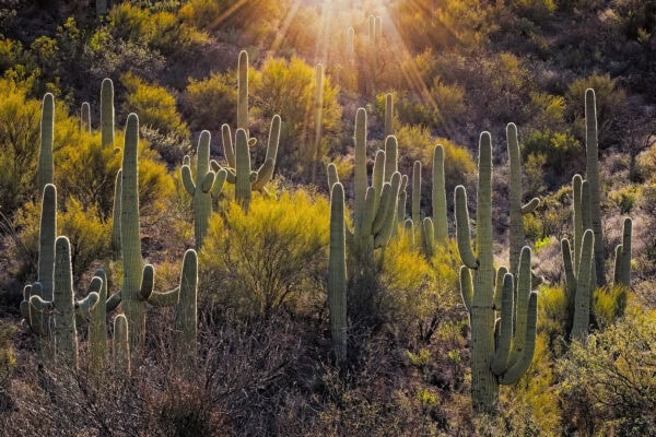 Colossal Cave Mountain Park Saguaros Vail Arizona near Tucson | 30 Best Things to Do in Tucson