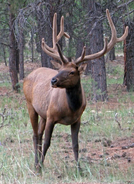 Bull Elk Grand Canyon National Park Arizona | Grand Canyon National Park | Ultimate Guide to Arizona's Iconic Landmark