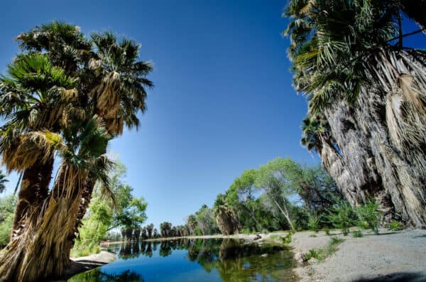 Agua Caliente Park Palm Trees Tucson Agua Caliente Park Palm Trees Tucson | Park Profile: Agua Caliente Park